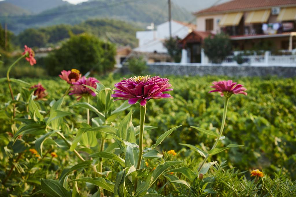 Angela Apartments Kokkari Dış mekan fotoğraf